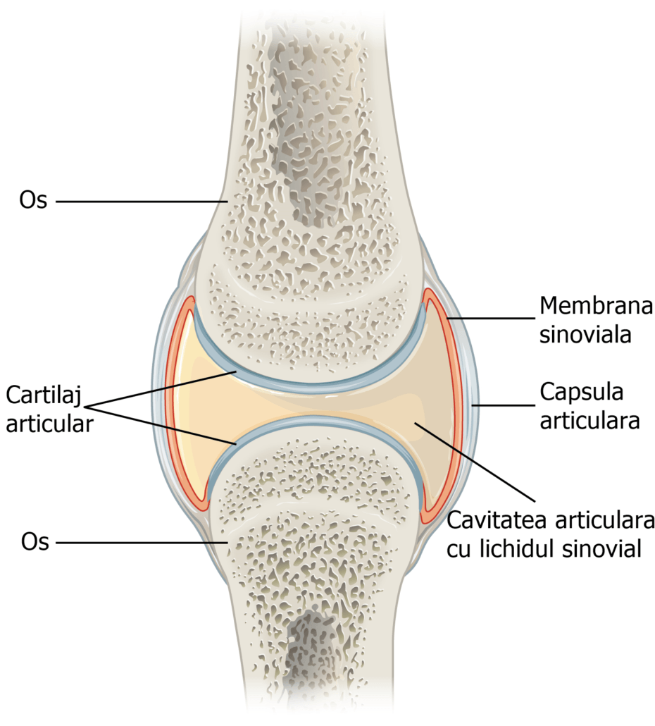 diagnosticul de probleme articulare regenerarea cartilajului a genunchiului
