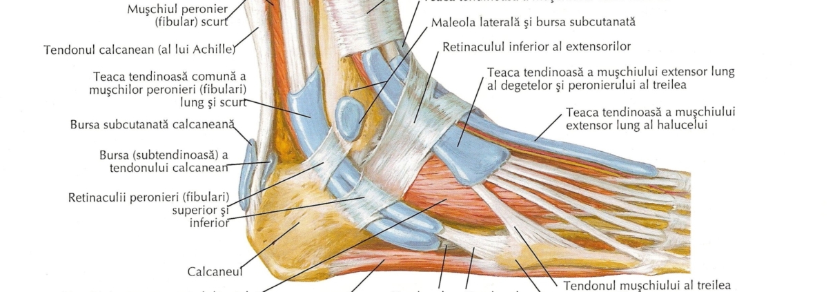 umflarea articulației gleznei piciorului