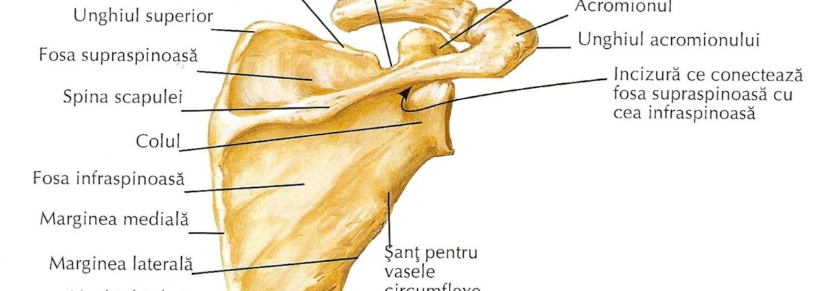 Fractura colului chirurgical al scapulei