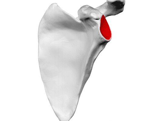 Fractura de cavitate glenoidă