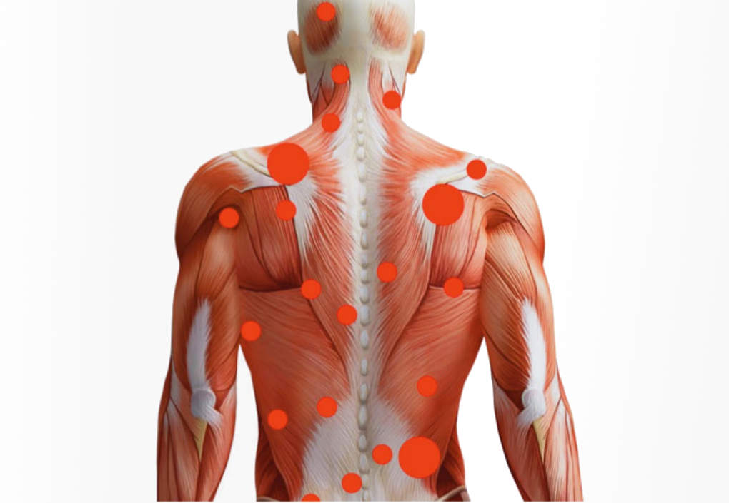 Mușchii și simptomele durerii articulare